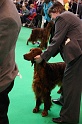 Crufts2011 704